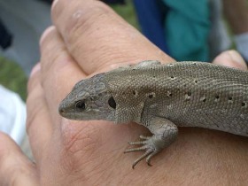 erdélyi turizmus, szállás foglalás